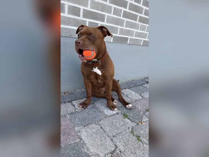Sassy – liebevolle Pitbull-Hündin sucht ihr für immer Zuhause