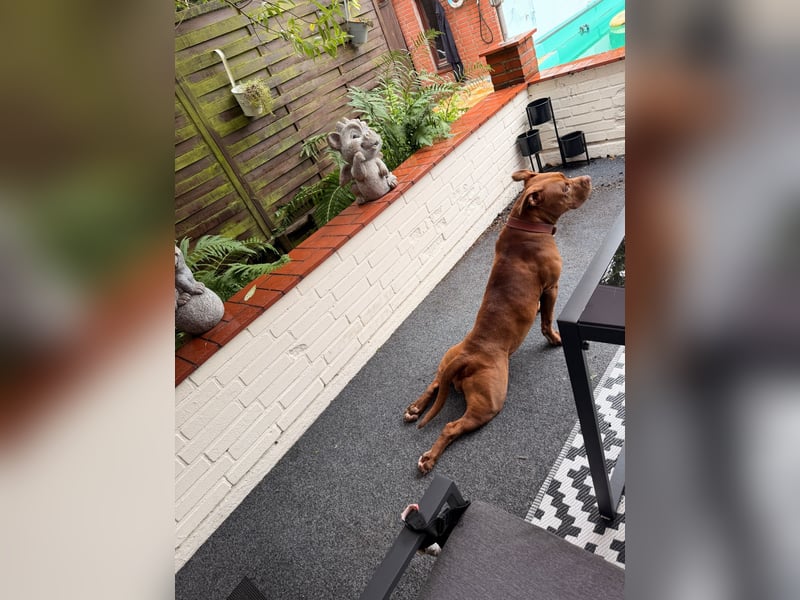 Sassy – liebevolle Pitbull-Hündin sucht ihr für immer Zuhause