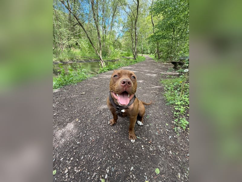 Sassy – liebevolle Pitbull-Hündin sucht ihr für immer Zuhause