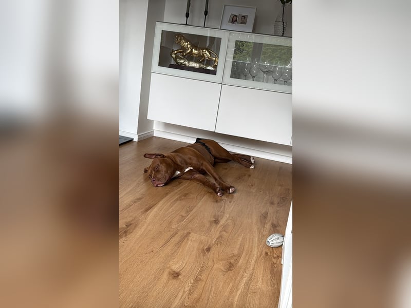 Sassy – liebevolle Pitbull-Hündin sucht ihr für immer Zuhause