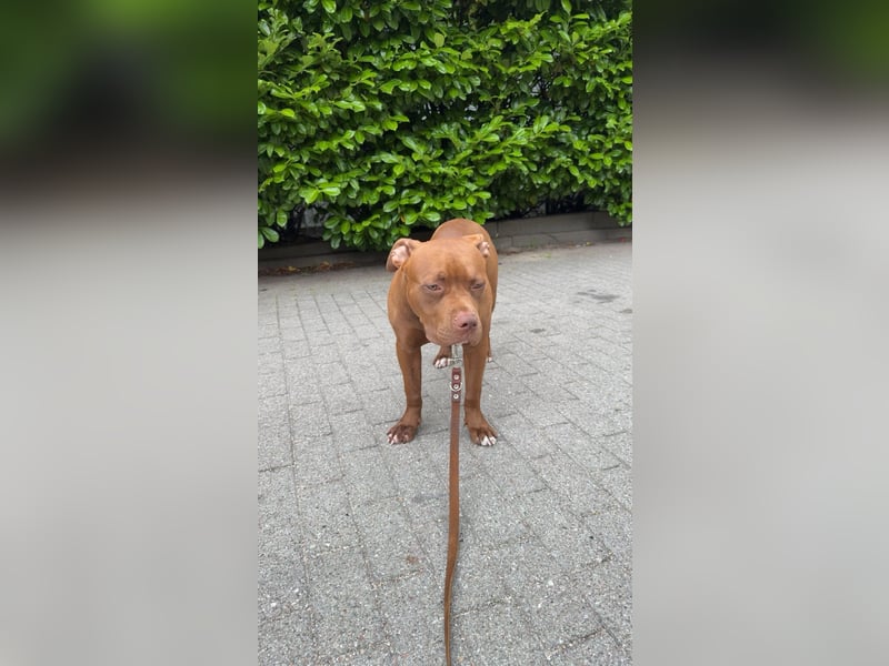 Sassy – liebevolle Pitbull-Hündin sucht ihr für immer Zuhause