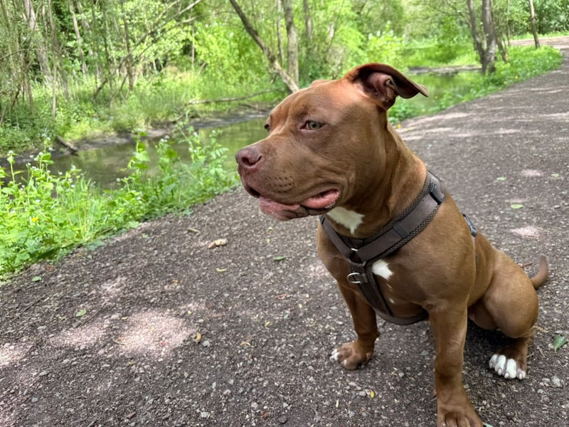 Sassy – liebevolle Pitbull-Hündin sucht ihr für immer Zuhause