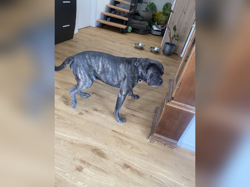 Mike Cane Corso sucht neues und liebevolles Zuhause
