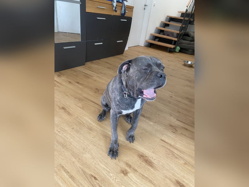 Mike Cane Corso sucht neues und liebevolles Zuhause