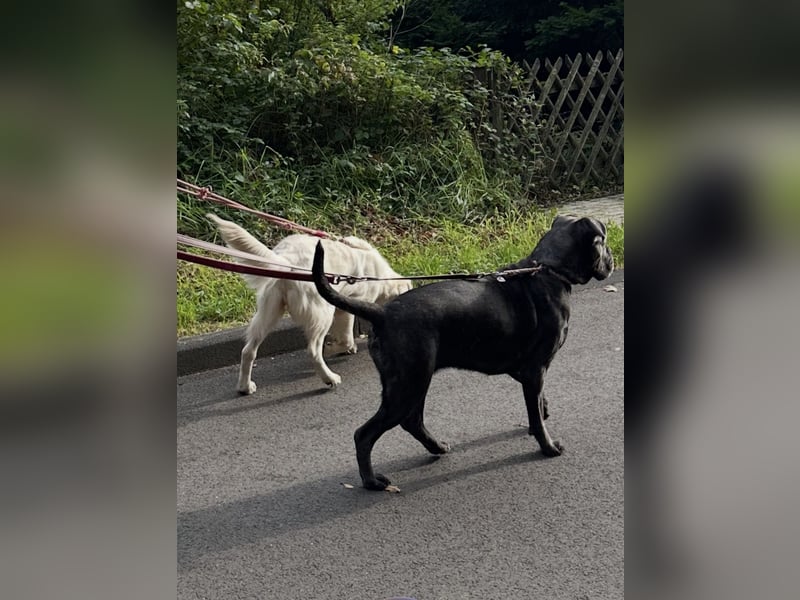 Cane Corso Hündin