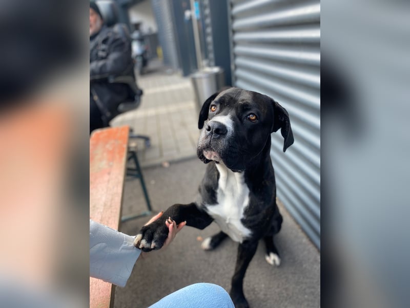 Liebevoller Cane Corso rüde 5 Jahre alt