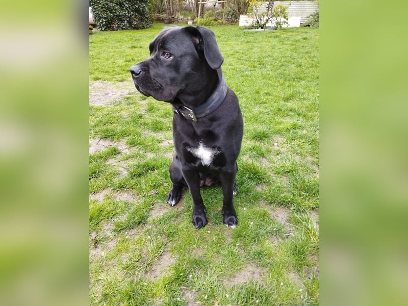 Fenja sucht dringend ein neues Zuhause