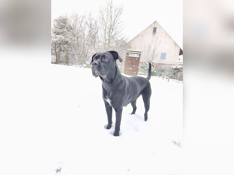 Fenja sucht dringend ein neues Zuhause