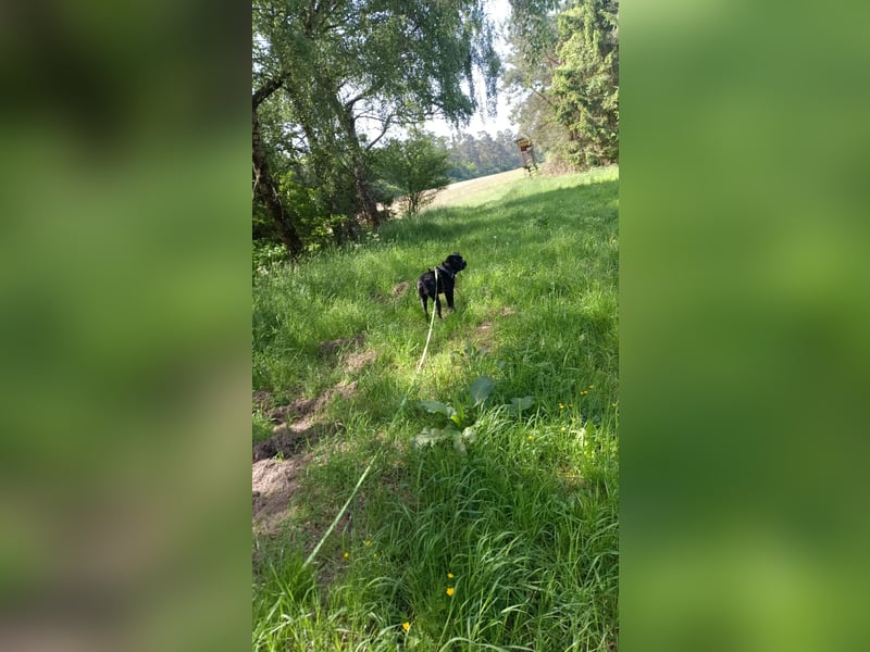 Fenja sucht dringend ein neues Zuhause