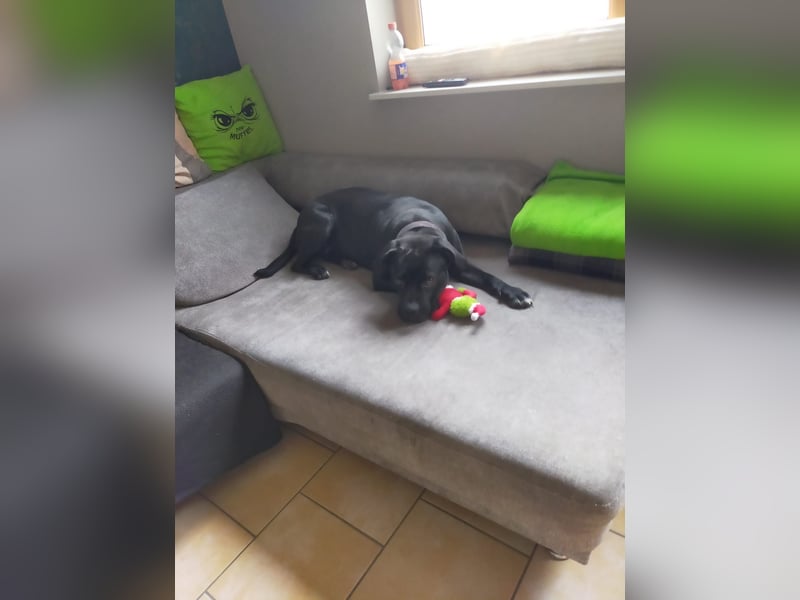 Fenja sucht dringend ein neues Zuhause