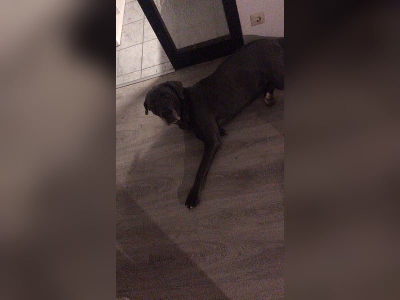 Cane Corso Hündin