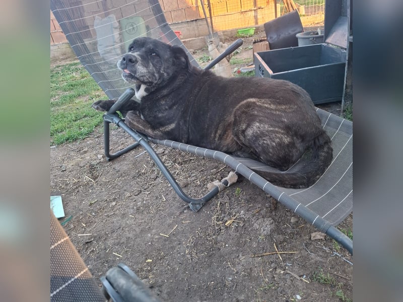 Cane Corso Hündin Sarah, 10 Jahre sucht ein Zuhause
