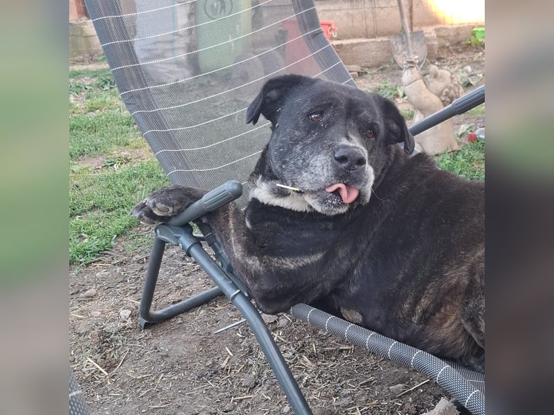 Cane Corso Hündin Sarah, 10 Jahre sucht ein Zuhause