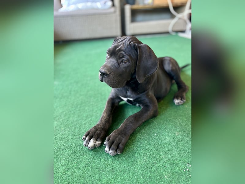 Cane Corso Welpen