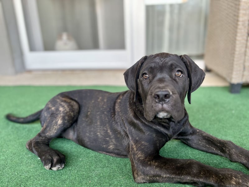Cane Corso Welpen