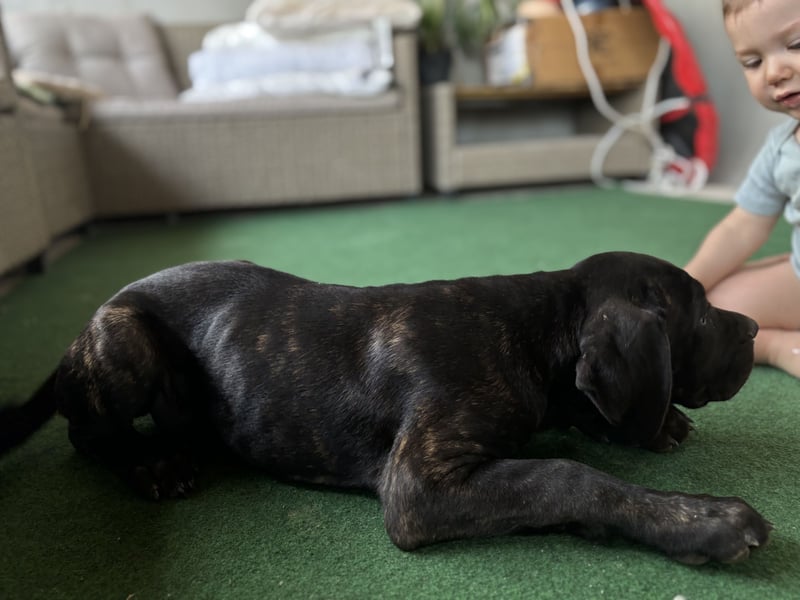 Cane Corso Welpen