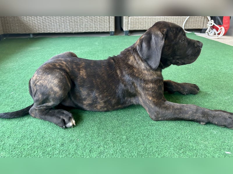 Cane Corso Welpen