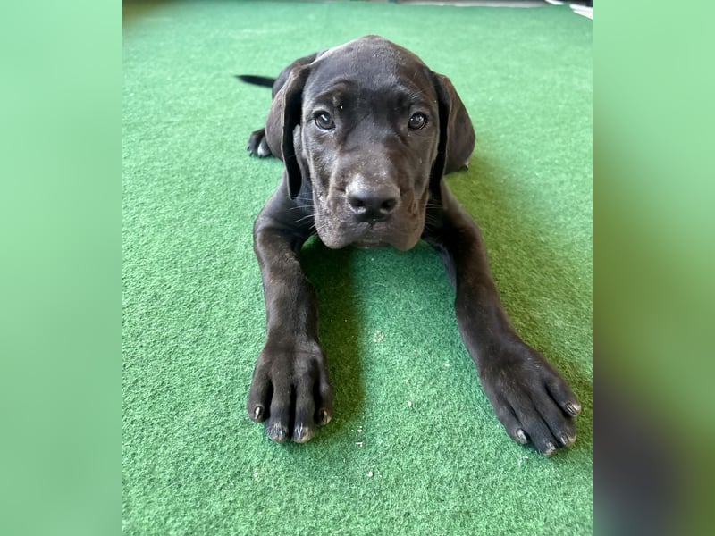 Cane Corso Welpen
