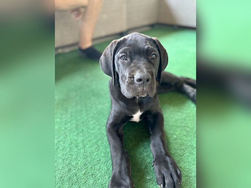 Cane Corso Welpen