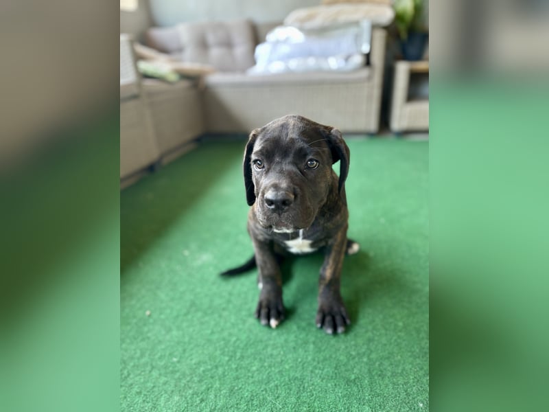 Cane Corso Welpen