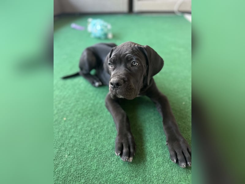 Cane Corso Welpen