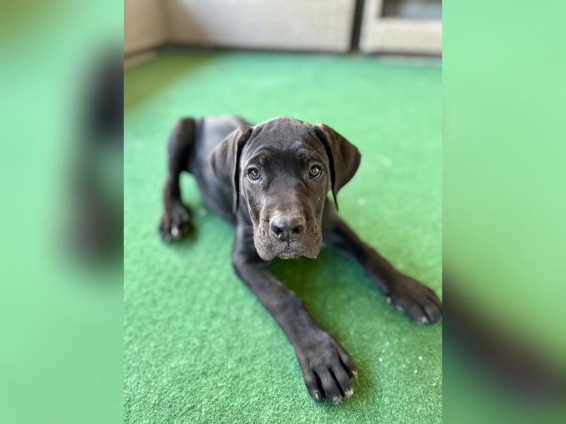 Cane Corso Welpen