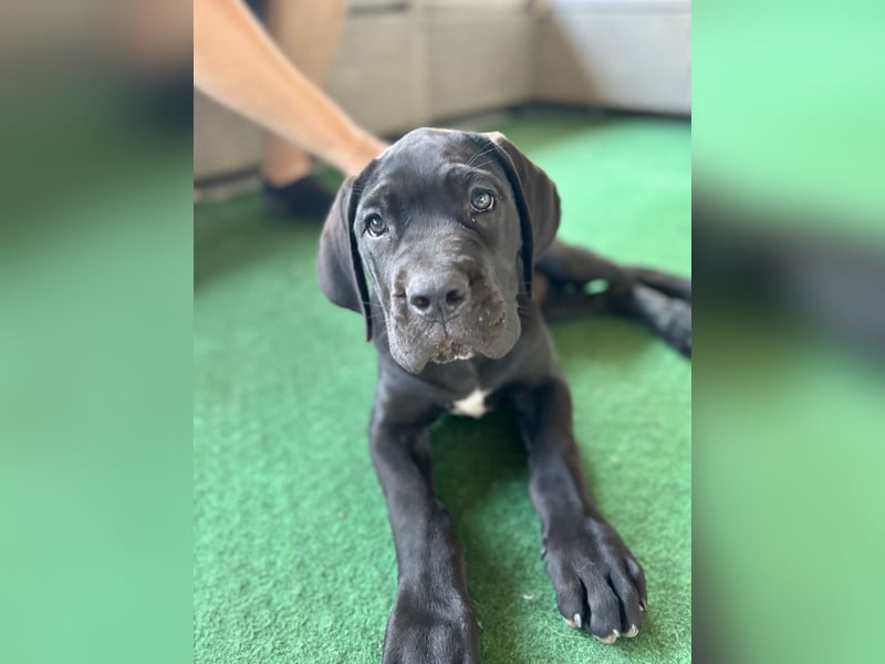 Cane Corso Welpen