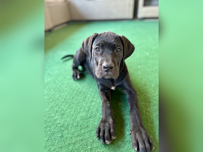 Cane Corso Welpen