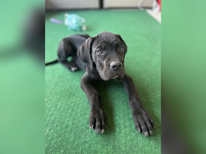 Cane Corso Welpen
