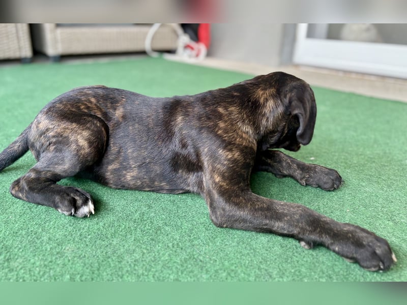 Cane Corso Welpen
