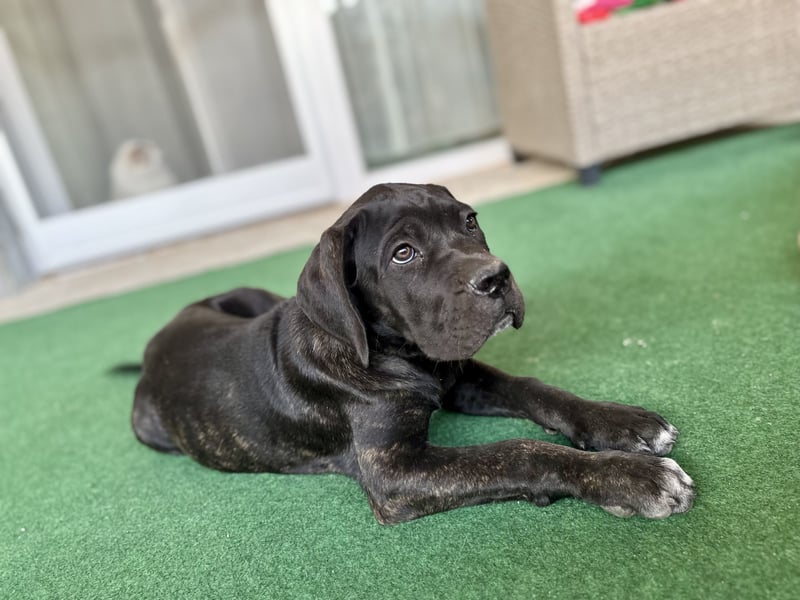 Cane Corso Welpen