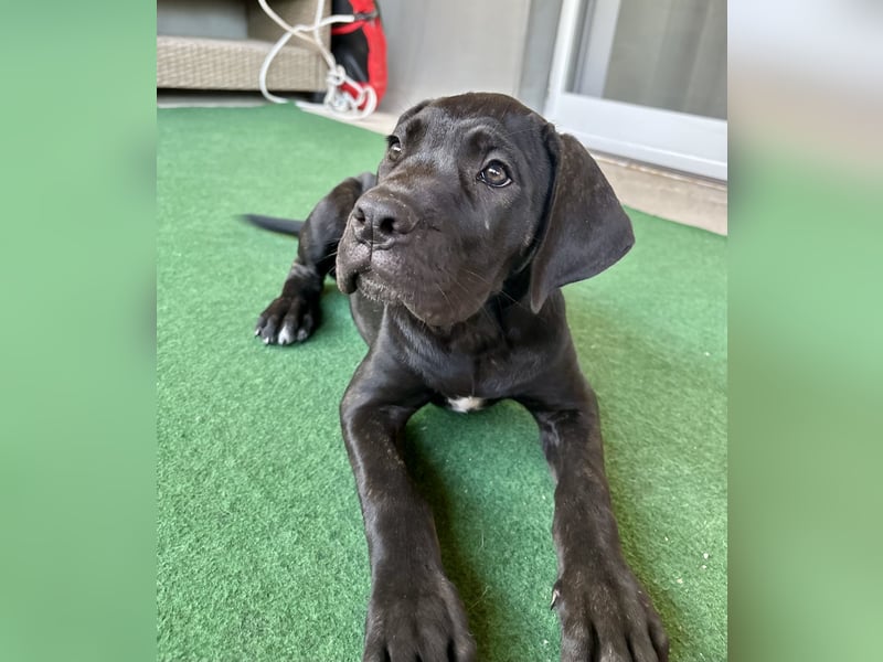 Cane Corso Welpen
