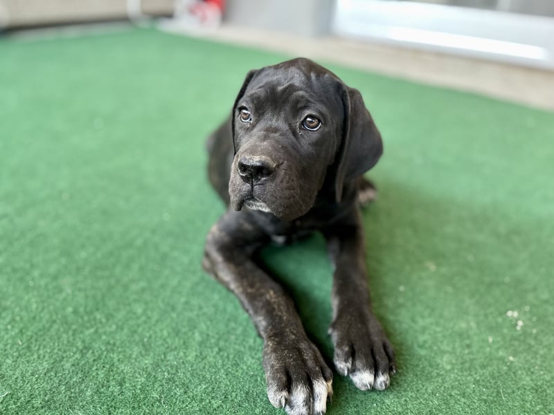Cane Corso Welpen