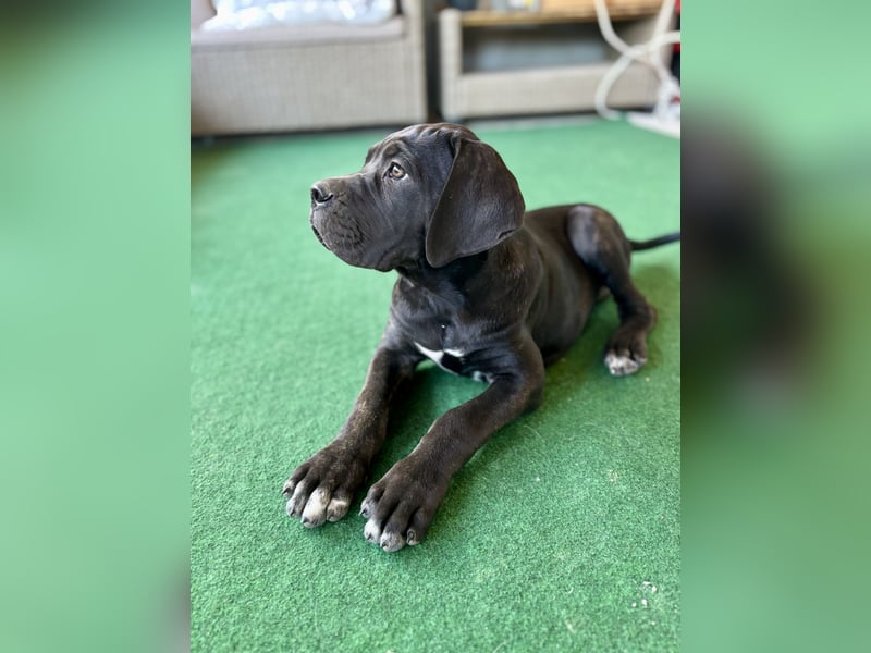 Cane Corso Welpen