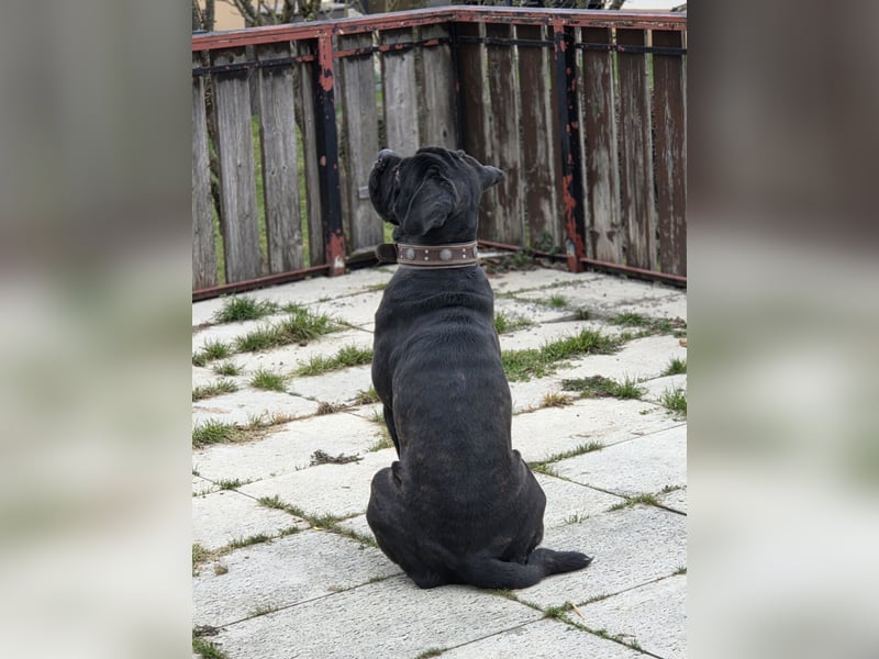 Not abgabe meines cane corso