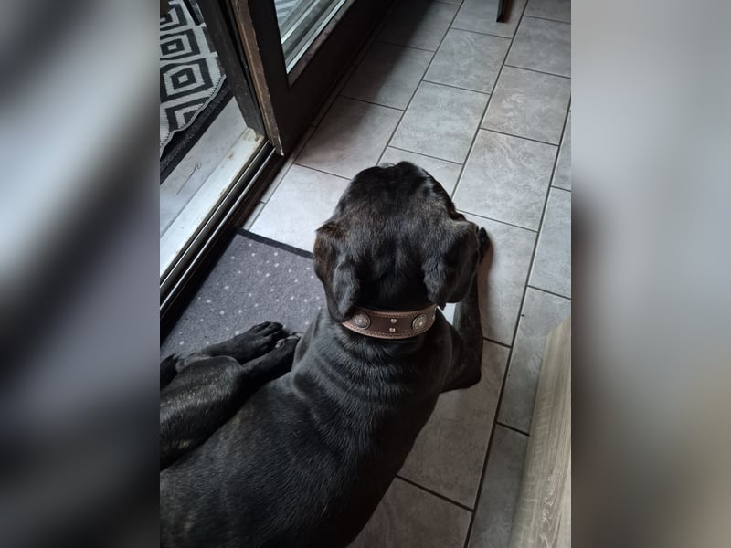 Not abgabe meines cane corso