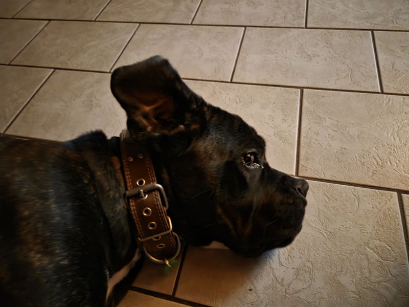 Not abgabe meines cane corso
