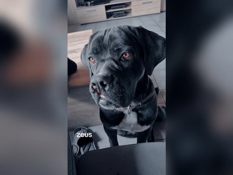 Not abgabe meines cane corso
