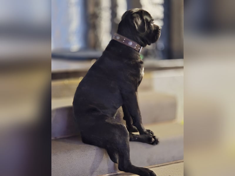 Not abgabe meines cane corso