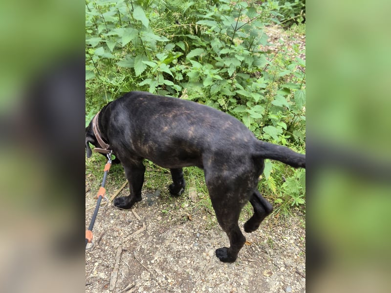 Not abgabe meines cane corso