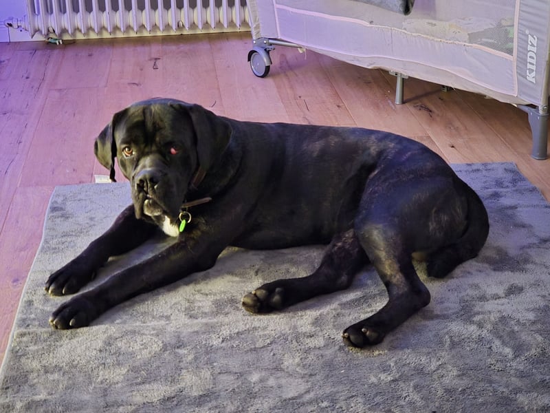 Not abgabe meines cane corso