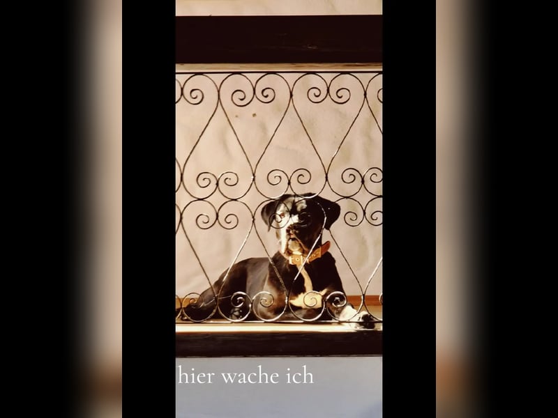 Not abgabe meines cane corso