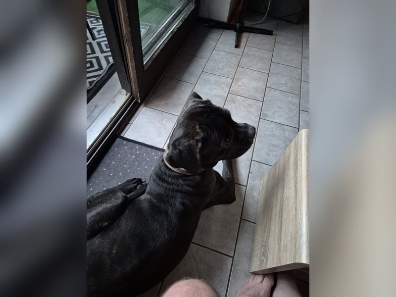 Not abgabe meines cane corso