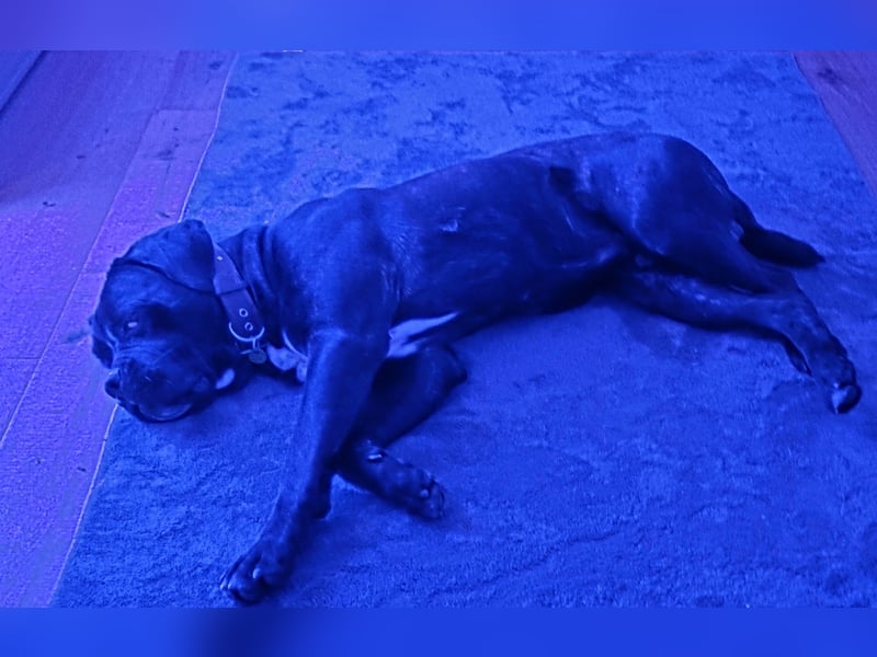 Not abgabe meines cane corso