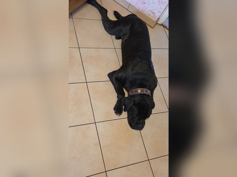 Not abgabe meines cane corso