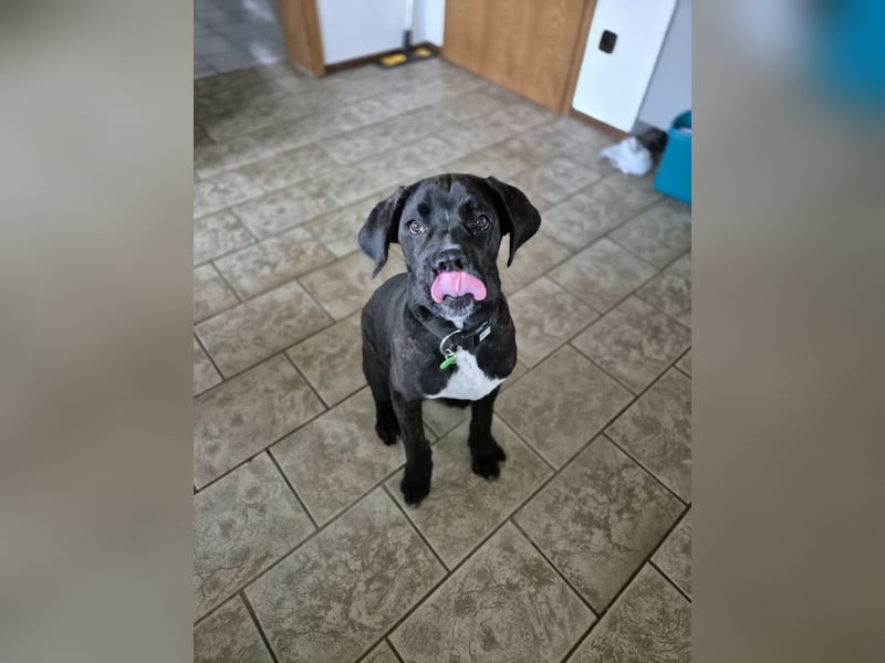Not abgabe meines cane corso