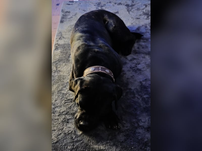 Not abgabe meines cane corso