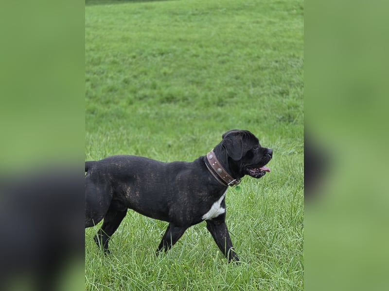 Not abgabe meines cane corso
