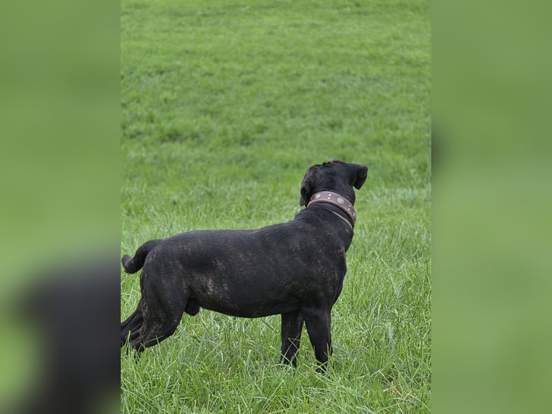 Not abgabe meines cane corso