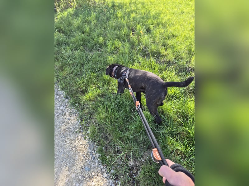 Not abgabe meines cane corso